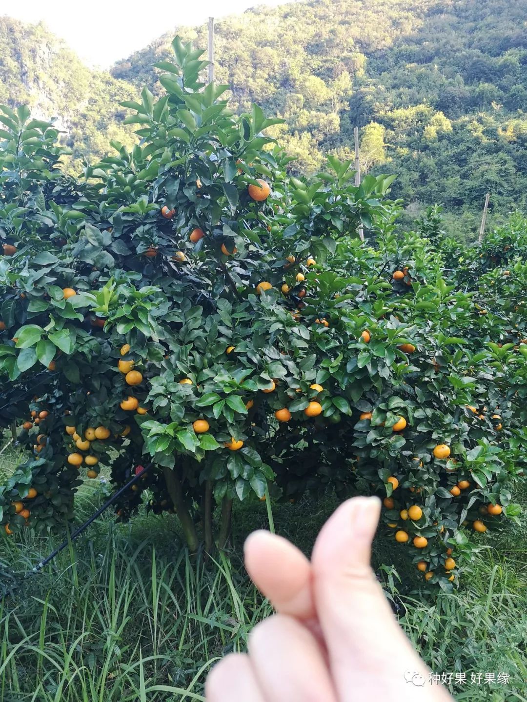 金秋砂糖橘开园上市六元一斤