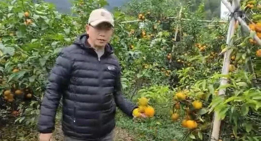 柑橘肥料中毒黄化如何处理