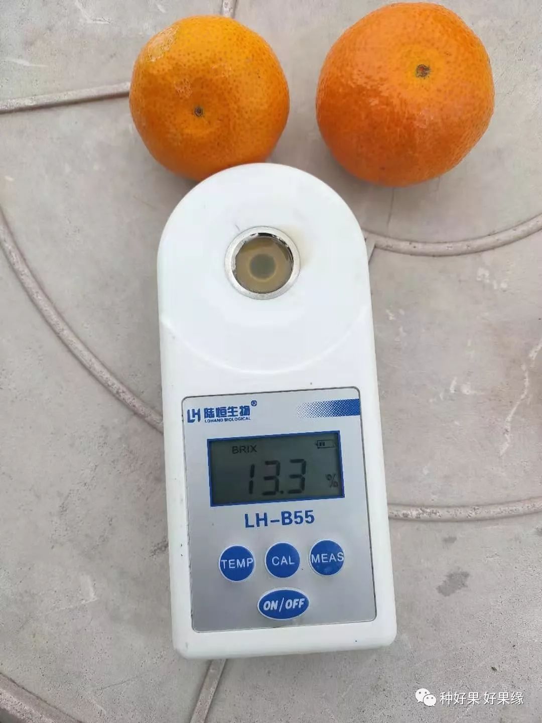 金秋砂糖橘即将上市,订购价高达5.3元/斤