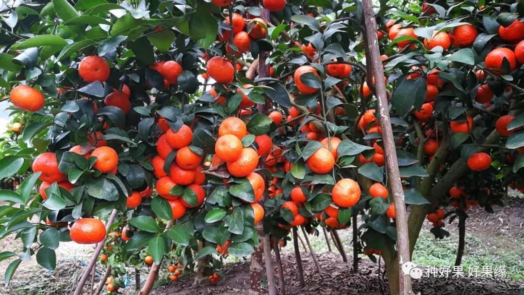 陈文彬: 柑橘早熟品种更早熟的技术你掌握了吗？