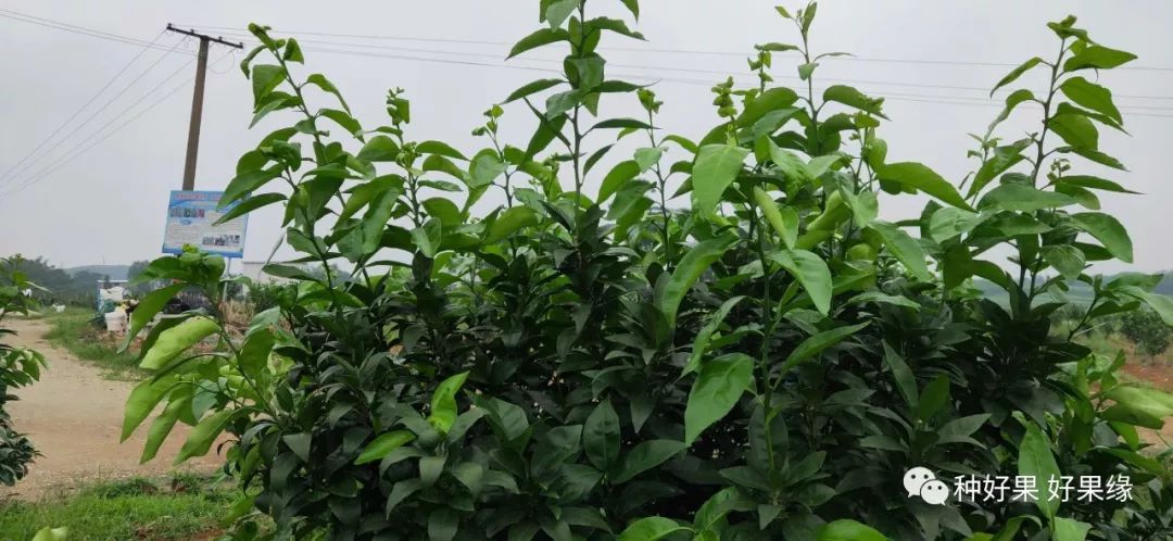 南宁绿亨产品和技术解决沃柑种植三大难题