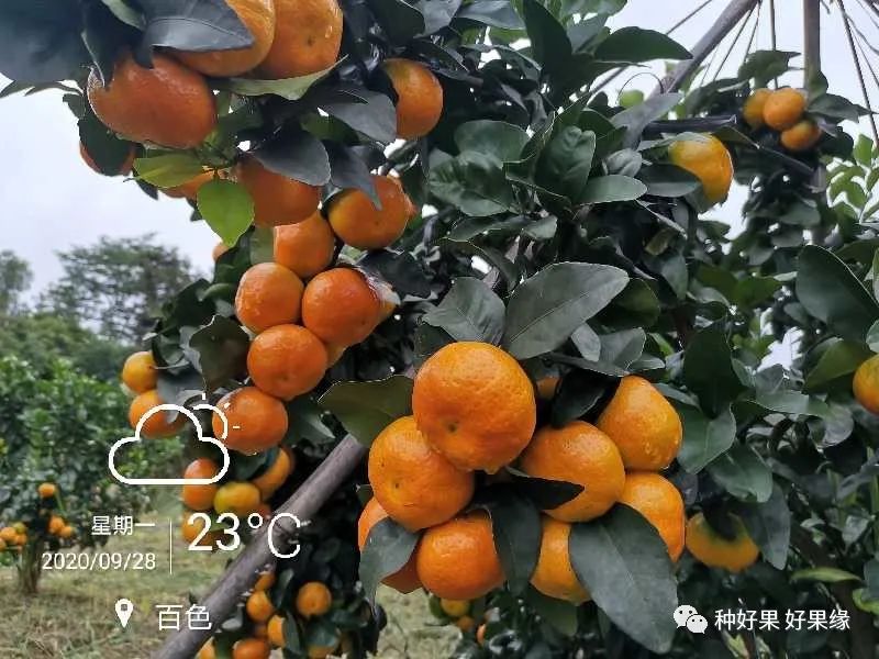 9月28日，金秋沙糖橘转色全红了，如何做到的？