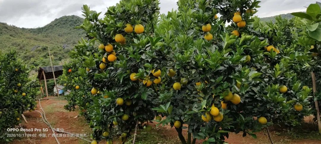 柑橘成熟期如何促进着色？