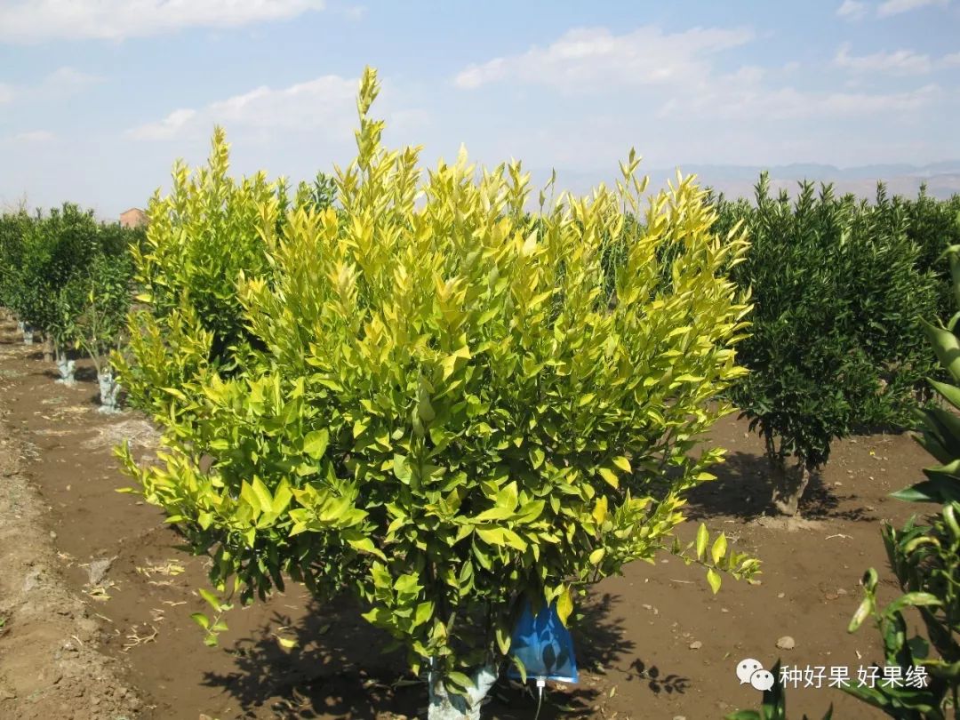 柑橘黄龙黄化树的恢复建议和解决方案