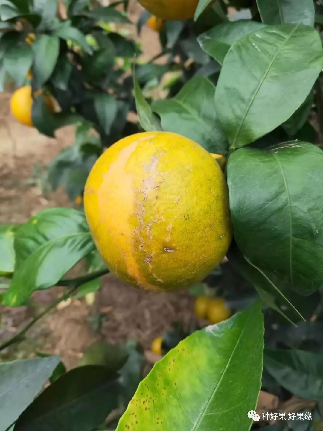 柑橘药害+肥害中毒的挽救措施