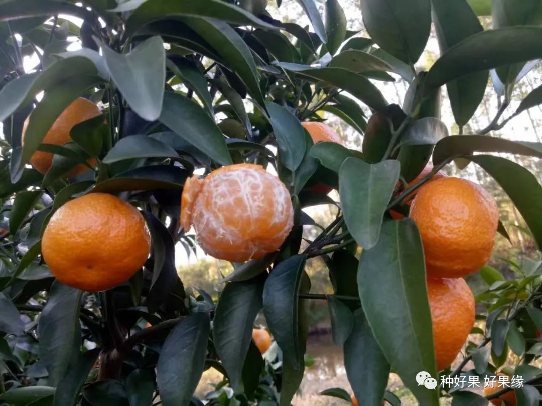 省力化栽培沙糖橘卖价2.5元/斤也获丰厚的利润